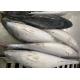 Fresh 600g Three Point Frozen Bonito Fish For Canned