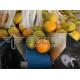 Waterproof 50P/M Fruit And Vegetable Packaging Machine With ISO 9001