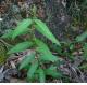 Chinese Milkwort Herb Polygala glomerata Lour whole plant with roots Da jin bu huan
