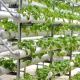 Shipping Cost and Delivery Time for Large Scale Hydroponic Multi-Span Greenhouse
