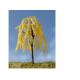 1:200 scale Willow trees,model trees,artificial trees,architectural model trees,plastic trees,willow trees