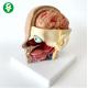 Small Scale Anatomy Skull Model Doctor Patient Communication Teaching Demonstrat