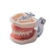 Replacement Teeth Typodont Model For Student Practice Nissin Teeth