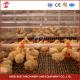 Poultry Farm Automatic Pullet Chick Brooder Cage For Day Old Layer Chicken Ada