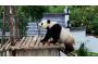 Pandas safe after days of torrential rain