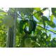 2.5M Passion Fruit Orchard Trellis Systems With H Holes 1.8-3.5M Height