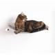 Wall Mounted Cat Scratching Platform with Silver Polishing Metal Cat Corner Furniture