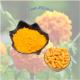 Factory Supply Bulk Marigold Flower Extract Powder Best Price Lutein And Zeaxanthin