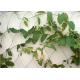 Building Surface Wire Rope Plant Trellis , Inox Flexible Wire Mesh Trellis