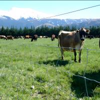 6FT High Prevent Sheep Escapes Heavy Duty Galvanized Cattle Mesh Fence