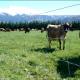6FT High Prevent Sheep Escapes Heavy Duty Galvanized Cattle Mesh Fence