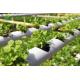 Soilless Cultivation NFT Hydroponic System For Celery Parsley