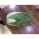 Light Sweet Fresh Chinese Cabbage No Irregular Shape No Mouldy