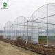 Multi Span Arch Plastic Film Greenhouse Tomato Strawberry Greenhouse Turnkey Project