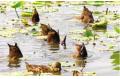 Lively Ducks in Daming Lake
