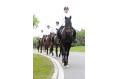 Songshan Lake Equestrianism Club makes its debut