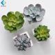 Artificial Plastic Succulent Plants 5-10 Years Life Time For Room Ornament