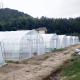 10x50m Polytunnel Berry Poly High Tunnel Greenhouse Film Tunnel Greenhouse Kit