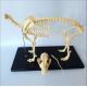 Dog Canine Skeleton Animal Anatomy Models Biology Teaching