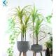 Dracaena Cinnabari Artificial Potted Plants , Green Dragon Tree Bonsai