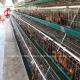 Electric Galvanized Layer Poultry Farm Cage Anti Rust Layer Battery Cages Emily