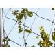 100*100mm Wire Rope Mesh Green Plant Climbing Ss304