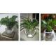 Water culture hydroponic  plant glass transparent glass vase container green planter round fish tank water plant plants