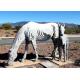 Life Size Horse Abstract Animal Sculpture Stainless Steel Matt Finish