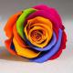 rainbow rose 5-6cm Fresh Stabilized Eternal real preserved rainbow roses