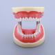 Waxless Medical Simulation Pvc Anatomical Human Tooth Model