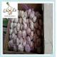 Brand new HAITI market garlic price with best price Pure White Garlic