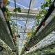 High Light Transmission Hydroponic Glass Greenhouse Perfect for Commercial Greenhouse