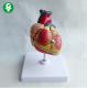 Pediatric Cardiac Human Body Organs Model 18X12X10 Cm Single Package Size 