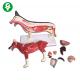 Dog Figure Animal Anatomy Models Whole Body Lung Heart Liver Available