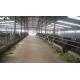 Member Steel Column Easy Installation Light Steel Structure Cow Shed for 50m2 Dairy Farm