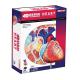 31 Parts 4d Master Human Anatomy Models As Children Toy