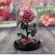Wholesale Price beauty and the beast roses preserved roses in glass dome