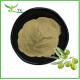Natural Plant Extract Powder Olive Leaf Extract Powder Oleuropein Capsules Supplement