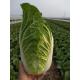 Healthy Organic Napa Cabbage / Slim Figure Chinese Green Cabbage