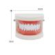 Dental Teaching Standard Tooth Model Small Size Tooth Hygiene Set Model