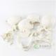 Plastic Didactic Human Skull For Medical Students 22 Parts White Pcolor