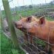 Green Cattle Fence Mesh Grassland Horse Wire Netting