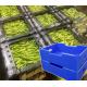 Corrugated Plastic Crates PP Hollow Sheet Box Lightweight Waterproof vegetables