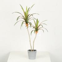 66 CM 80 CM Artificial Dragon Tree Bonsai With 2 Branches