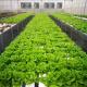 100x50mm Nft Hydroponic Gutter System Rain Pvc Channels Grow System For Lettuce Strawberry