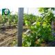 Grape Growing Durable Orchard Post / Metal Garden Posts Easily Assembled