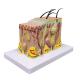 Biology Teaching 35 Times Enlarged Human Anatomy Skin Tissue Structure Model With Hair