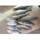 200g 300g Purse Seine Catch Freezing Bonito Tuna For Bait