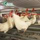 Large Double Layer Chicken Farm Multi-Span Film Greenhouse Customizable Size