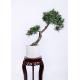 High Imitation Bonsai Pine Tree 80cm UV Resistance Unprecedented Authenticity